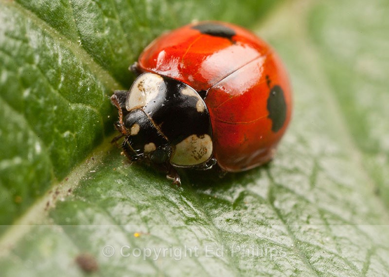 2-Spot Ladybird - Adalia bipunctata (2-Spot Ladybird)