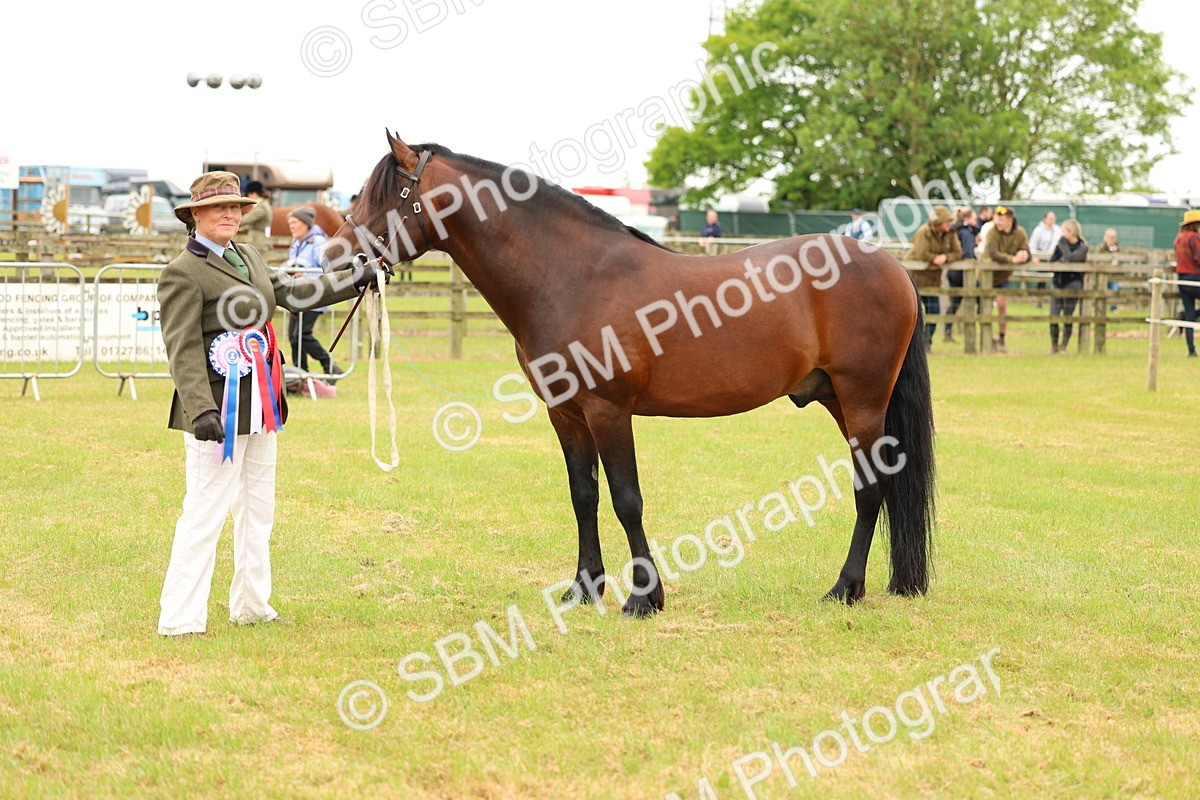 SBM_04311 - Class 64-67 - Shetland Pony In Hand