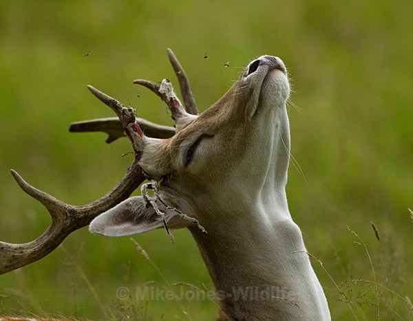 Fallow Deer ref fd 13c - FALLOW DEER