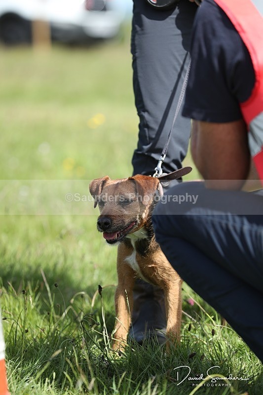 SPXX0544 - Dog show