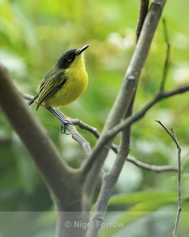 Common Tody-Flycatcher, Gamboa, Panama - Common Tody-Flycatcher