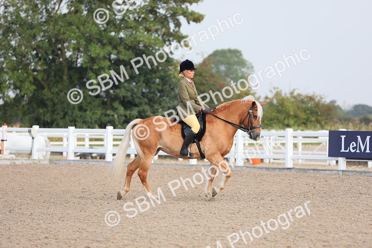 SBM_10651 - Class 303 Ridden Pure Bred Horse/Pony (excl M&M)