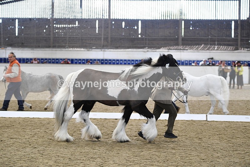 WJ5_5047 - Class 7 In hand coloured / odd coloured