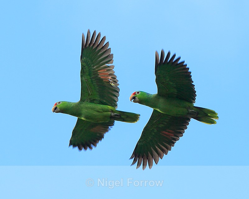 Red-lored Amazons in flight, Costa Rica - Red-lored Amazon