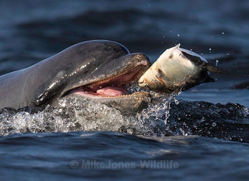 CHANORY DOLPHIN 2026 30 - Dolphins, Whales & Orcas. Scotland, Iceland, Azores & Madeira