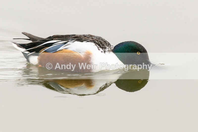 20170310-8E0A3794 - Waterfowl