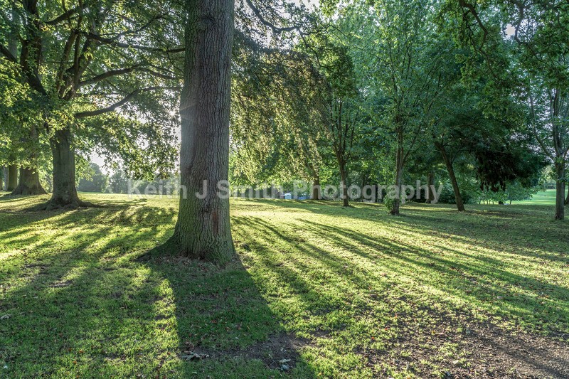 1KJS5482 - Trees in Abington Park