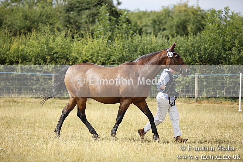 _C7A9337 - BVRC Sow 2018 Ring 2