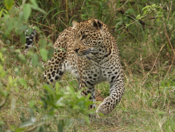  - KENYA