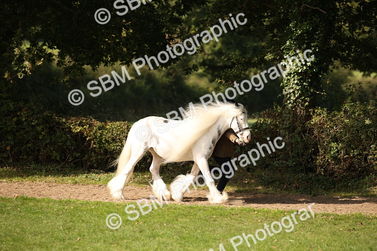 SBM_62173 - S55 - Traditional Cob In Hand