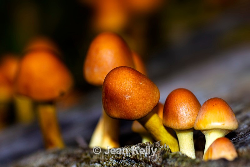 Sulphur Tuft Fungi - DSC_1857 - Fungi