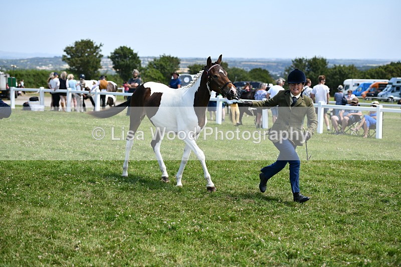 DSC_7503 - Class 63: Coloured Horse Youngstock
