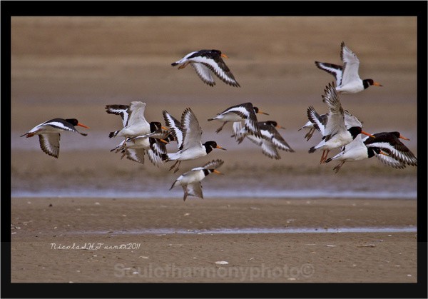 Oyster Catchers - Wildlife Wildlife