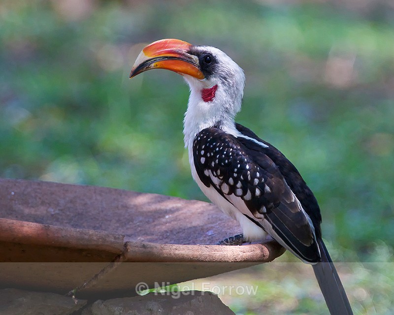 Jackson's Hornbill perched on the edge of a bird bath in Robert's Camp - Jackson's Hornbill