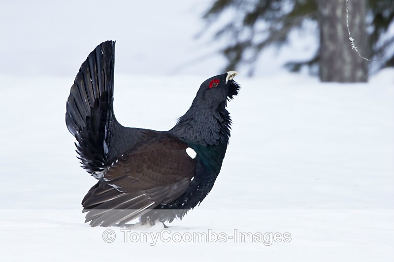Capercaillie (m) - Foreign Selection
