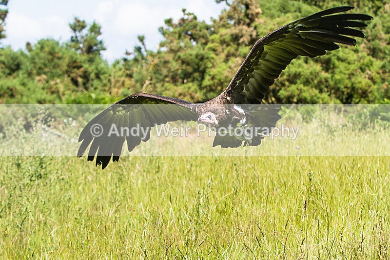 20140705-_MG_6246 - Captive Birds
