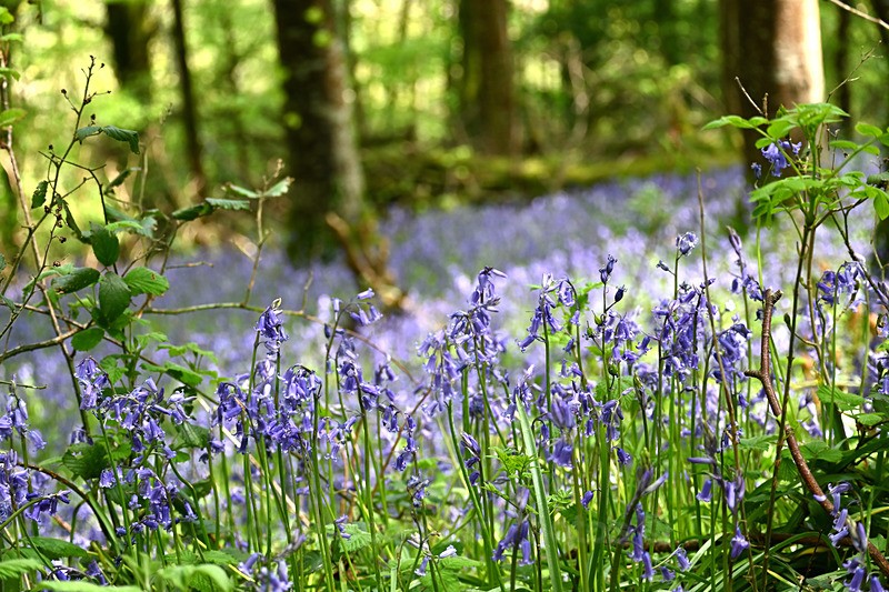 Bluebells near Looe in Cornwall - Bluebells