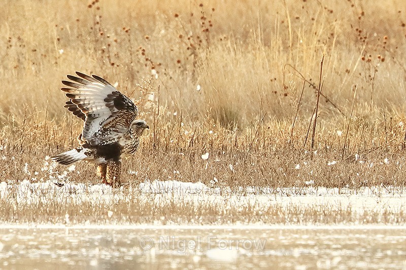 Rough-legged Hawk wings raised, Bosque del Apache, New Mexico - Rough-legged Hawk