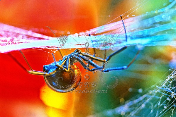 Black Widow Spider (female) (Latrodectus mactans) - Calif., USA - ANIMALS