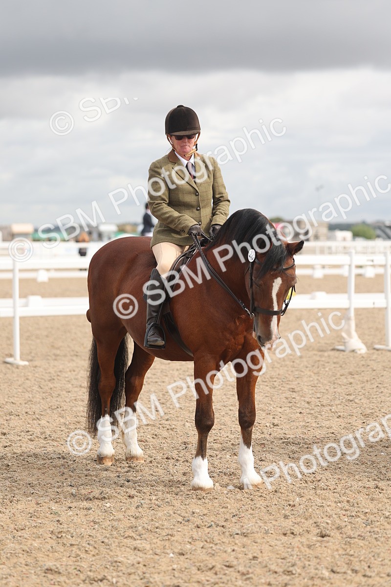 SBM_04431 - Class 18 - Handsomest Gelding (IH or Ridden)