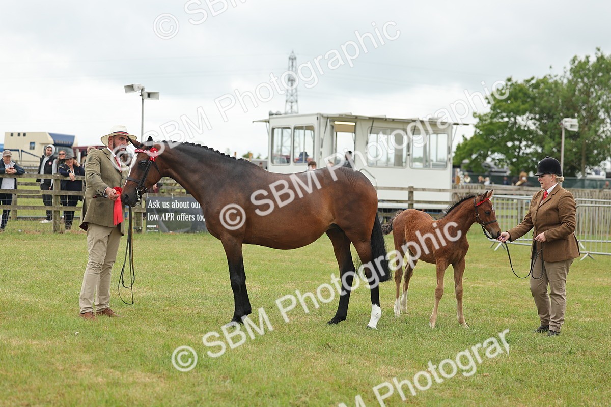 SBM_05566 - Class 68-73 - Riding Pony Breeding