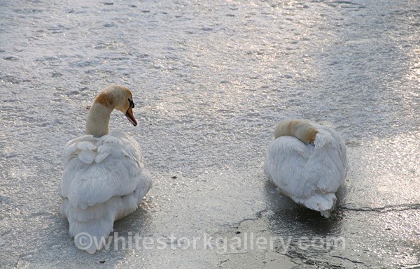 Swans - Wildlife and Animals