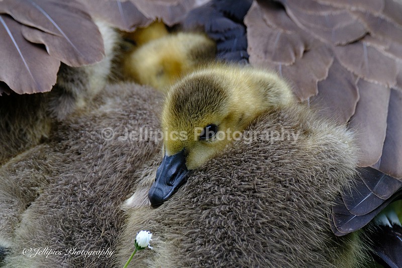  - Wildlife and Nature