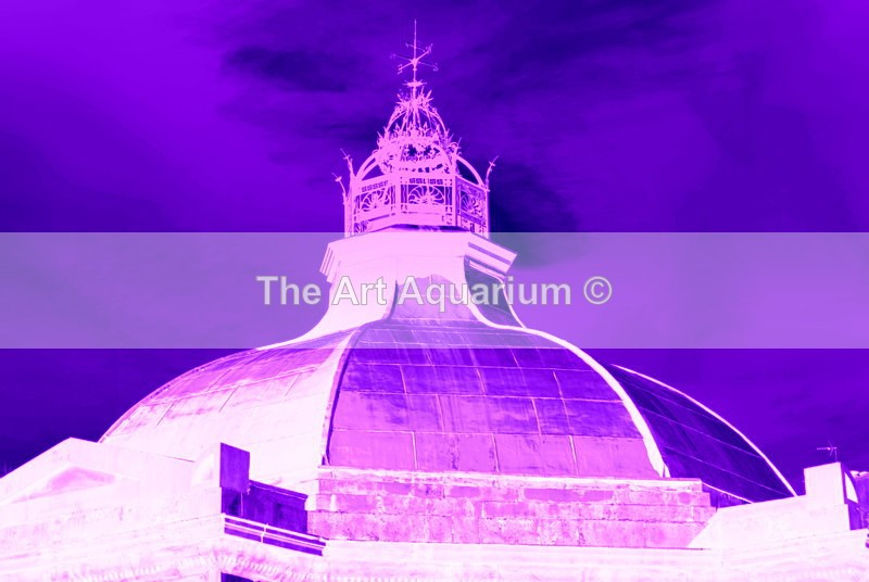 The Art Aquarium - Rachael Inchboard