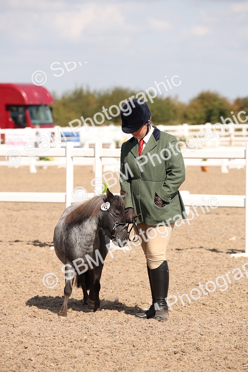 SBM_03028 - Class 17 Prettiest Mare IH or Ridden