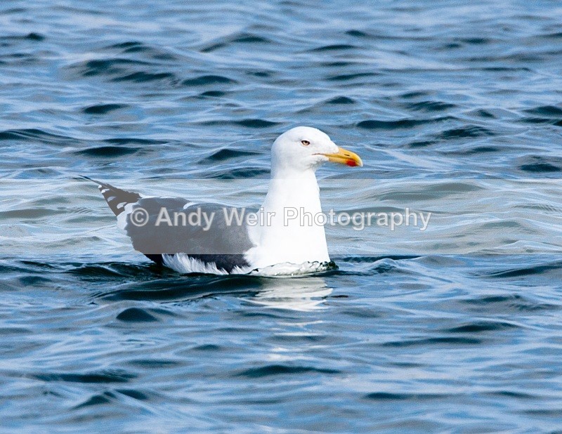 20110306-IMG_8140 - Lesser Black Backed Gull