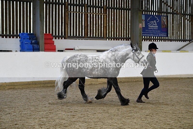 WJ5_5633 - Morning in hand Championship