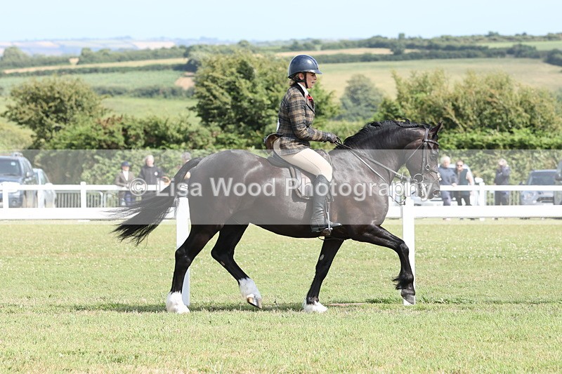 JPP_2263 - Class 19: Working Hunter 60cm