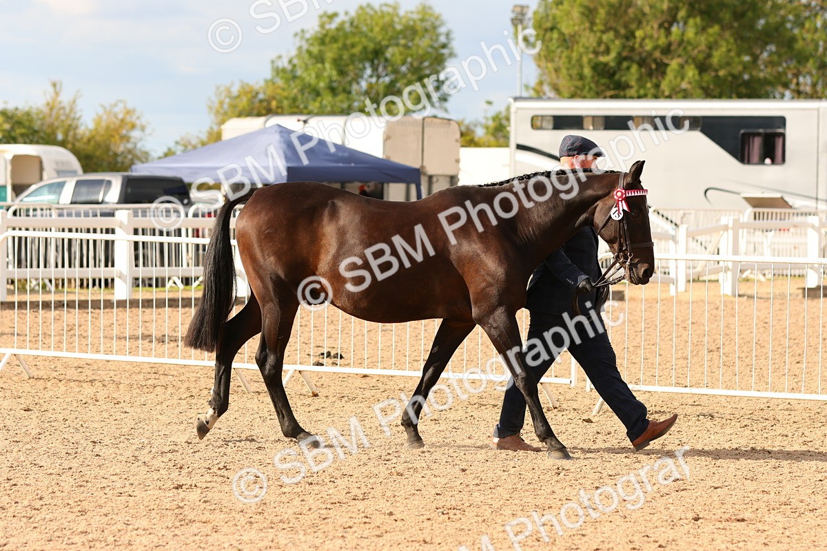 SBM_18321 - Class 318 - IH Part Bred Horse Pony