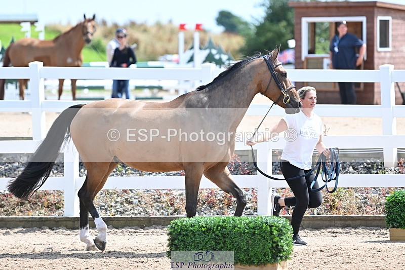 240717A-150438-02512 - Trot Up 3pm to 4pm