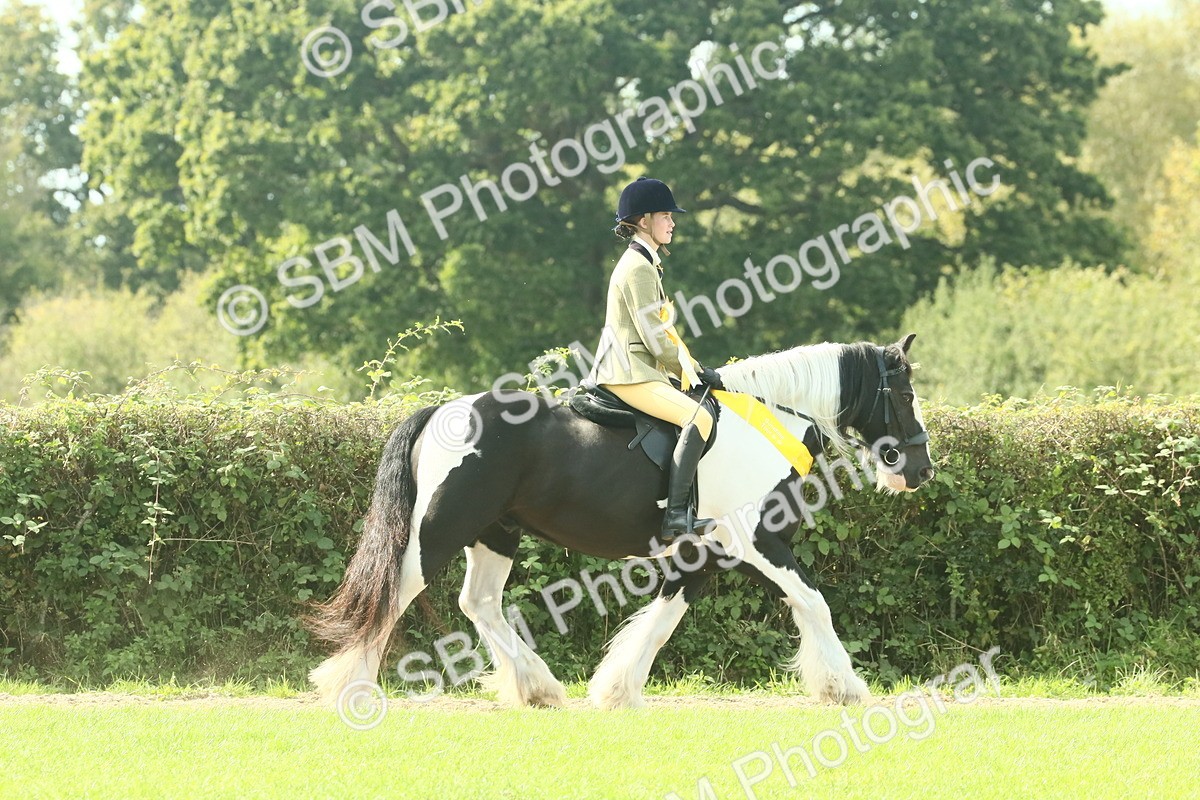 SBM_68992 - S58 - Mini Show Cob Ridden