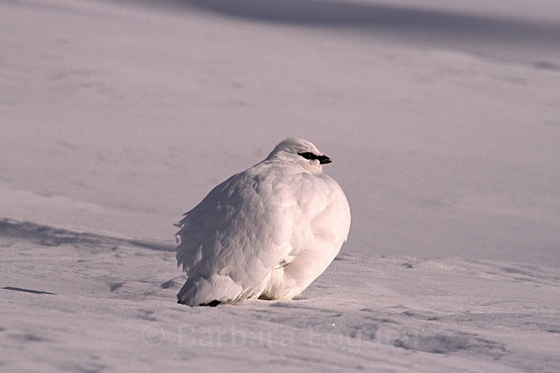 Grouse 2554 - Wildlife