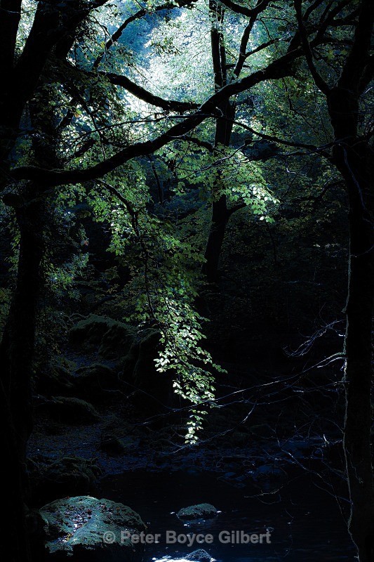 Moonlit glade, Dartmoor - The Moors