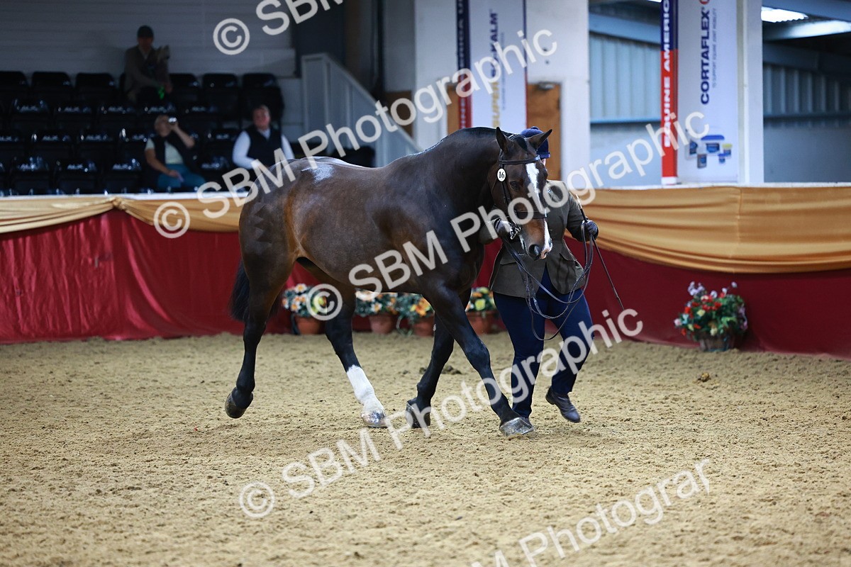 SBM_23251 - Class 903 - Supreme Final - IH Pre Vet