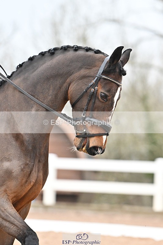 250216-120053-05186 - 114-Colleen.Hoekstra.Knox-Foxhill.Betty.Boo