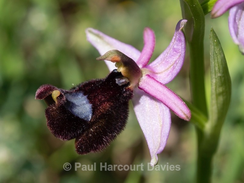 Bertoloni's Ophrys (Ophrys bertolonii - Gargano - Wild Orchids