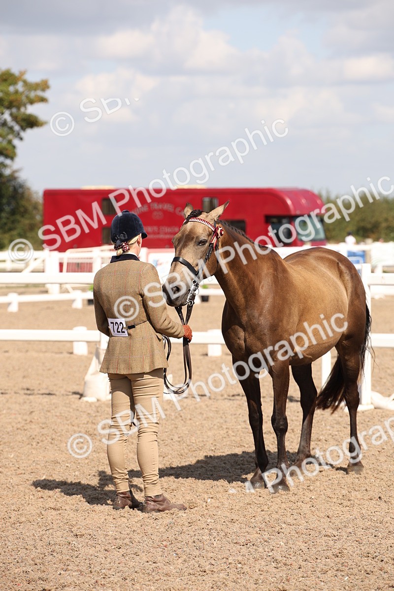 SBM_03029 - Class 17 Prettiest Mare IH or Ridden