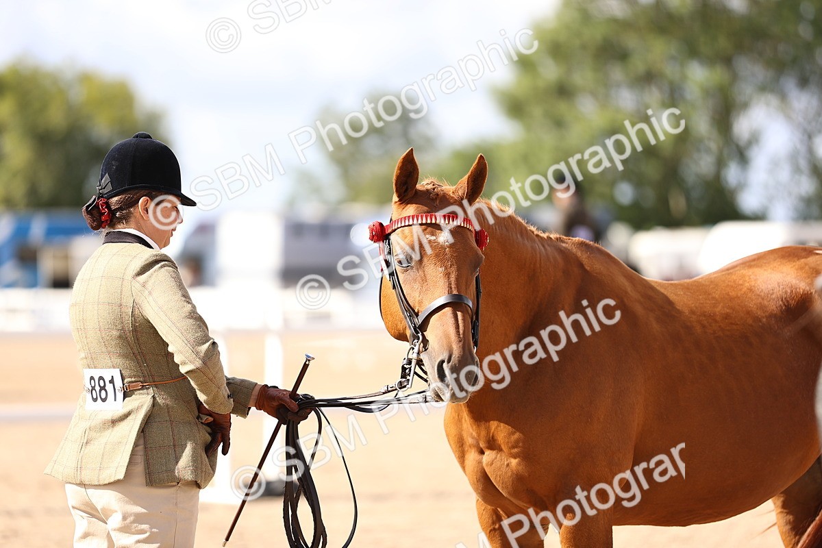 SBM_11519 - Class 407 - IH Hack-Riding Horse