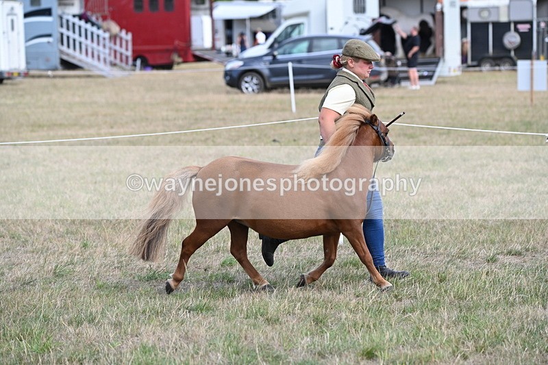 WJ6_6876 - Class 21 Shetland & Mini Horses
