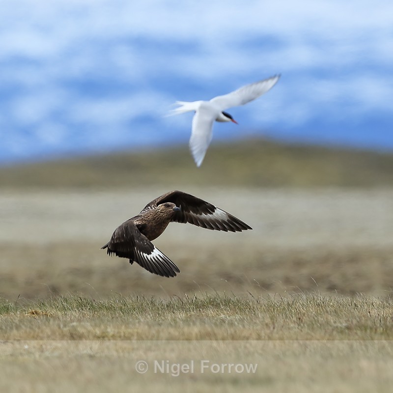 Great Skua pursuing Arctic Tern, Jokulsarlon, Iceland - Great Skua