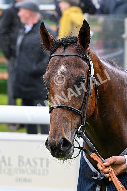 130526-Race 1-Cut A Dash-2063 - Race 1 1.45pm British Stallion Studs EBF Novice Stakes