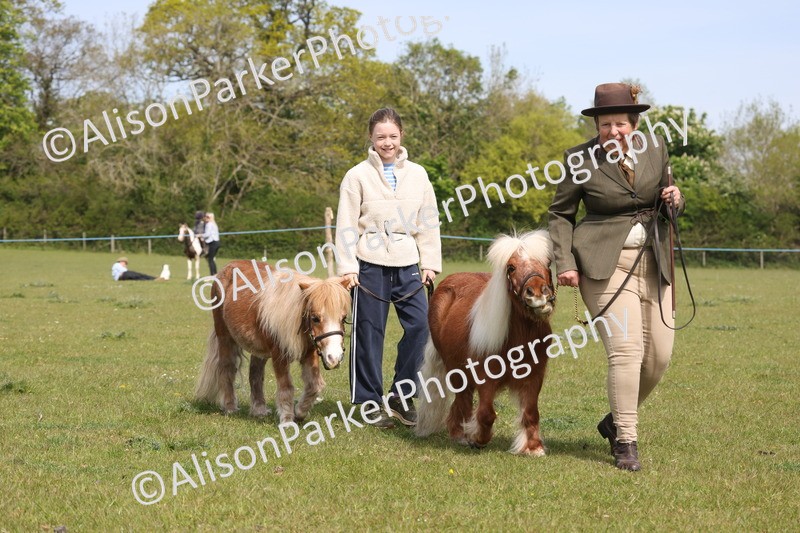 20260426-3139 - Class 26 - Shetland Ponies and Minitures