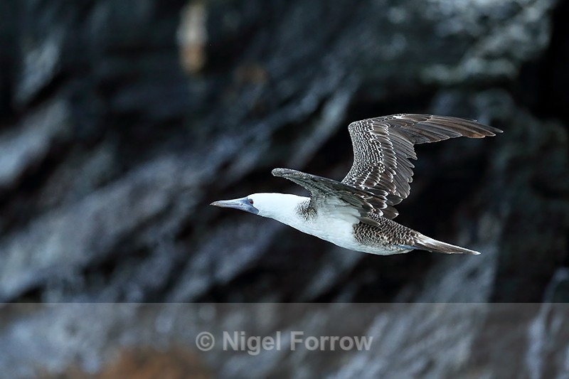 Peruvian Booby flying, wings up, Chanaral Island, Chile - Peruvian Booby