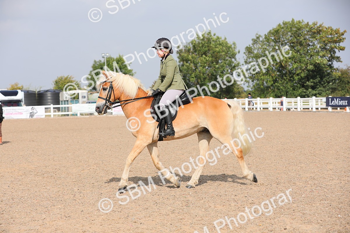 SBM_11425 - Class 305 Ridden Foreign Breeds- Pure Bred