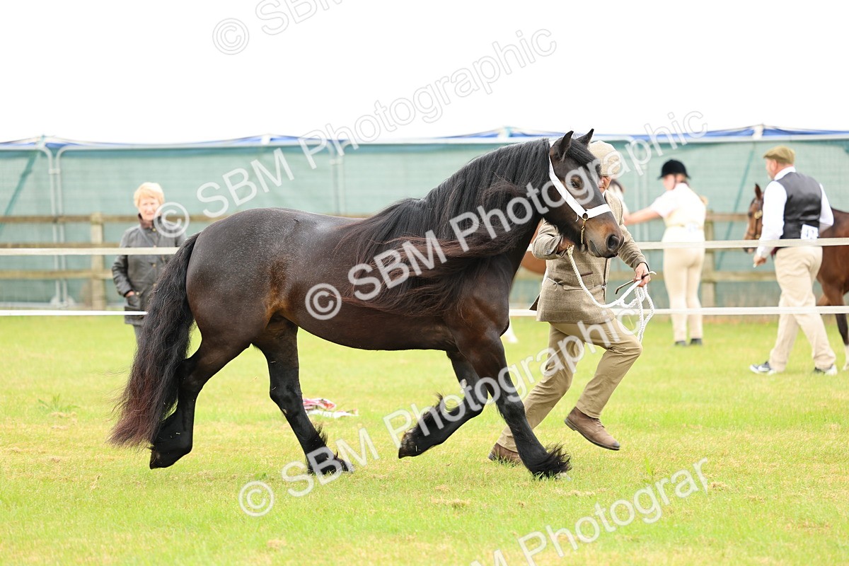 SBM_00523 - Class 58-67 - M&M Non Welsh Pony In hand