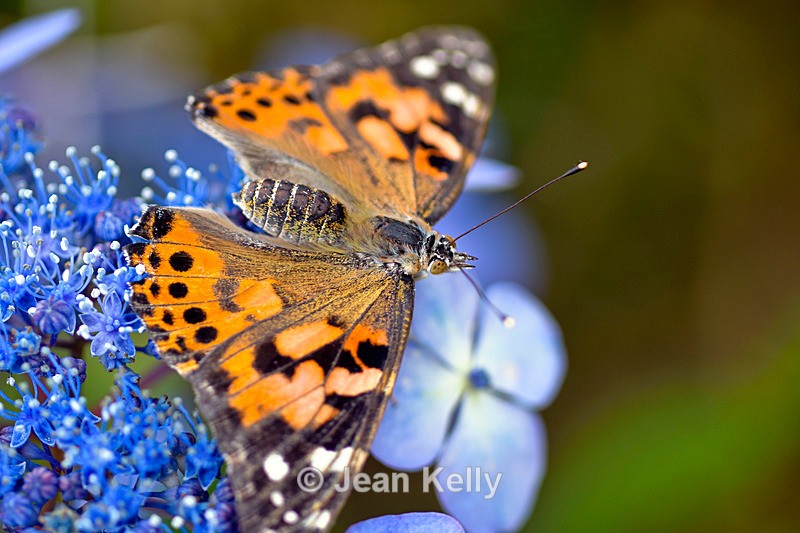 Painted Lady Butterfly - DSC_4653 - Insects